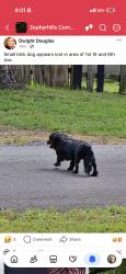 Lost Male Dog last seen First location last seen headed towards ABC pizza last lovation seen between 1st st and 6th ave around approximately 6:30 7 p.m, Zephyrhills, FL 33542