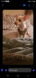 Lost Female Dog last seen El Camino & nort, Las Vegas, NV 89101