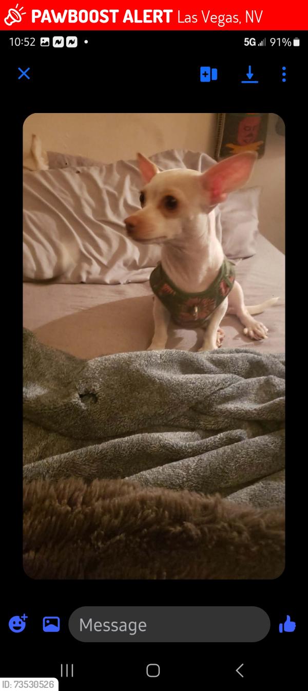 Lost Female Dog last seen El Camino & nort, Las Vegas, NV 89101
