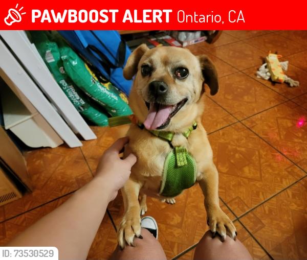 Lost Male Dog last seen 6th St and Grove Ave, Ontario, CA 91764