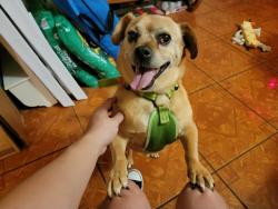 Lost Male Dog last seen 6th St and Grove Ave, Ontario, CA 91764
