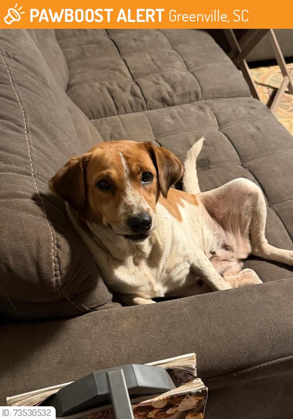 Found/Stray Unknown Dog last seen Near family dollar, Greenville, SC 29605