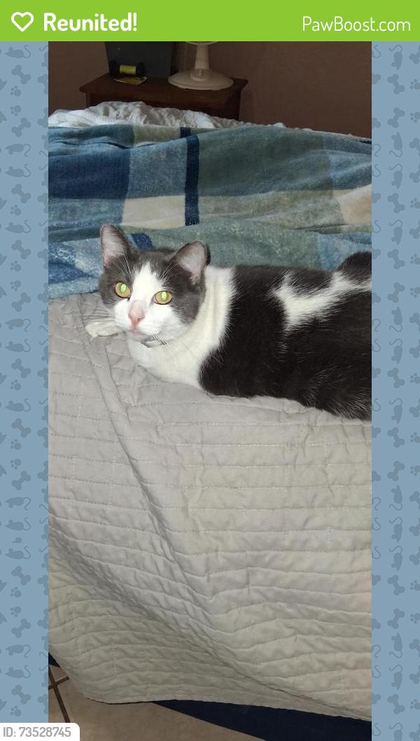 Reunited Female Cat last seen West mount houston , west Montgomery, antoine, Houston, TX 77088
