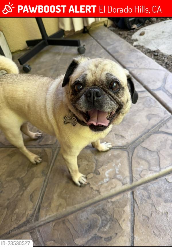 Lost Male Dog last seen Was in my back yard, El Dorado Hills, CA 95762