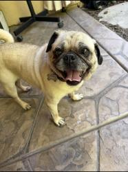 Lost Male Dog last seen Was in my back yard, El Dorado Hills, CA 95762
