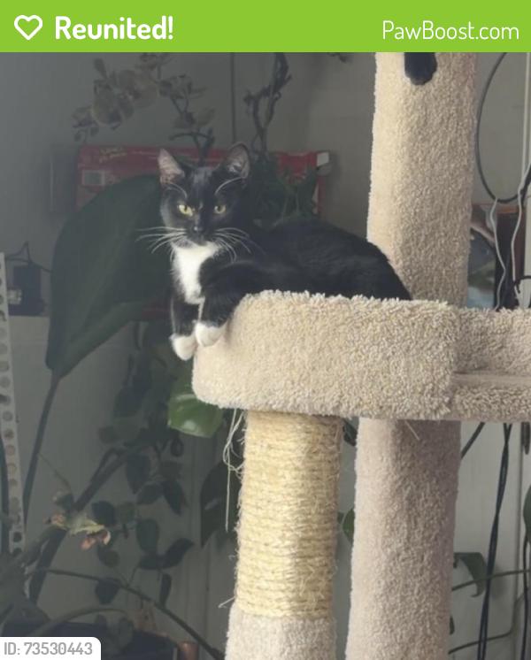 Reunited Female Cat last seen South elmwood dr & Hardin ave, Aurora, IL 60506