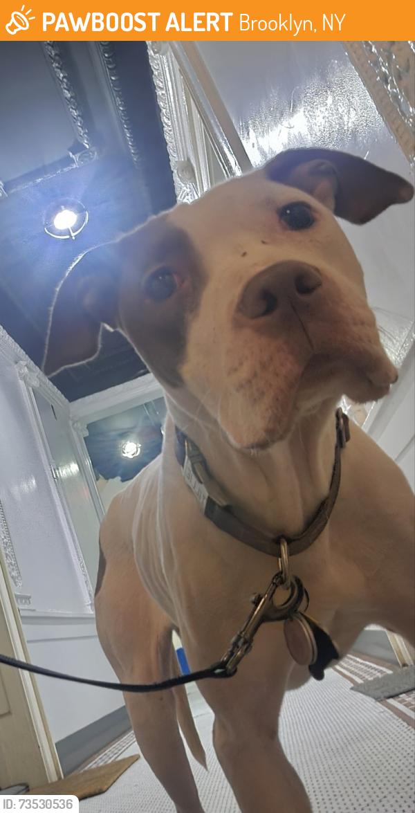 Found/Stray Female Dog last seen Between Bedford avenue and Flatbush avenue, Brooklyn, NY 11225