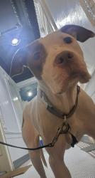 Found/Stray Female Dog last seen Between Bedford avenue and Flatbush avenue, Brooklyn, NY 11225