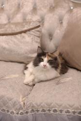 Lost Female Cat last seen Near Rue Bellevue, Longueuil, QC J4V 1C8
