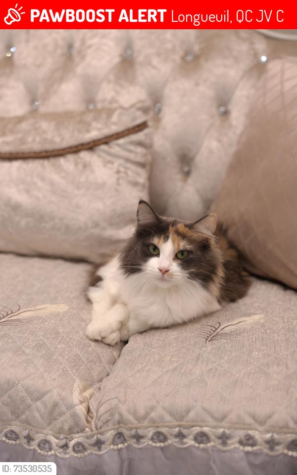 Lost Female Cat last seen Near Rue Bellevue, Longueuil, QC J4V 1C8