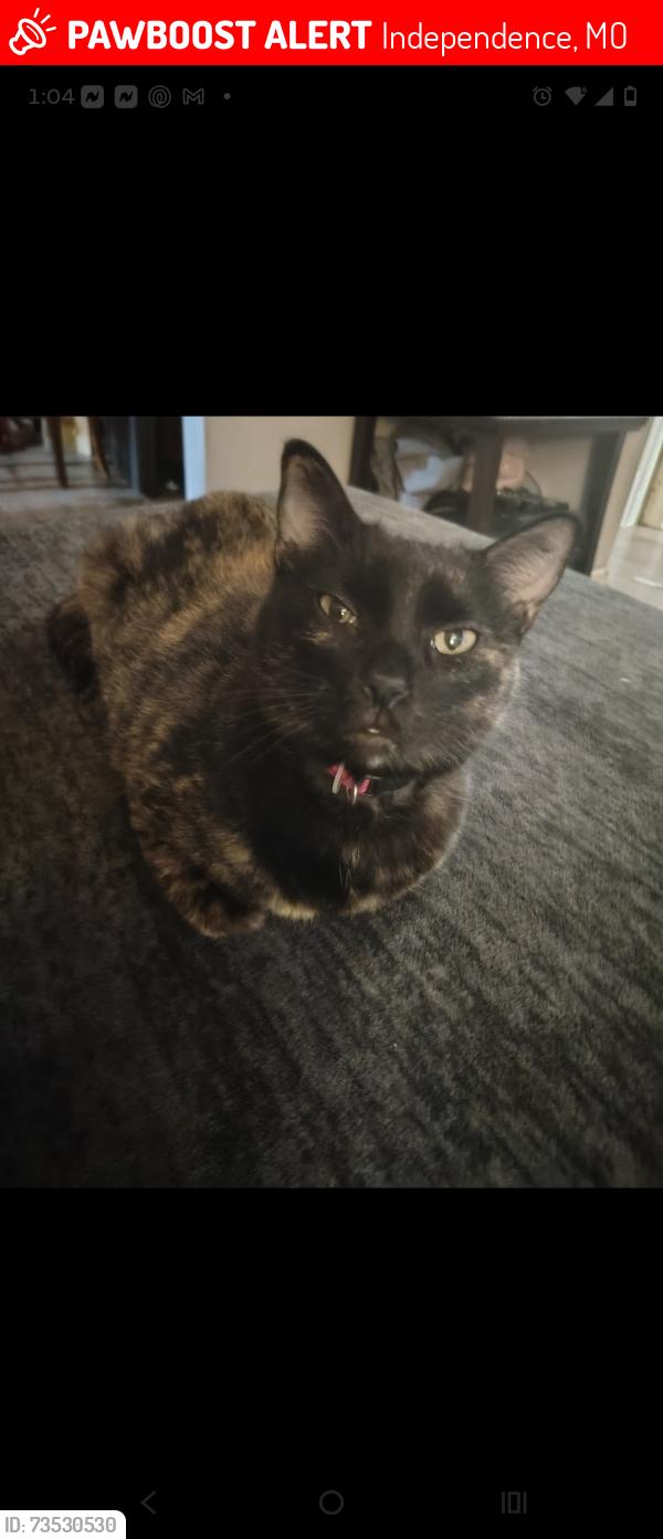 Lost Female Cat last seen Near highway and kentucky ave, Independence, MO 64053