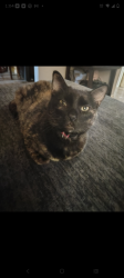 Lost Female Cat last seen Near highway and kentucky ave, Independence, MO 64053