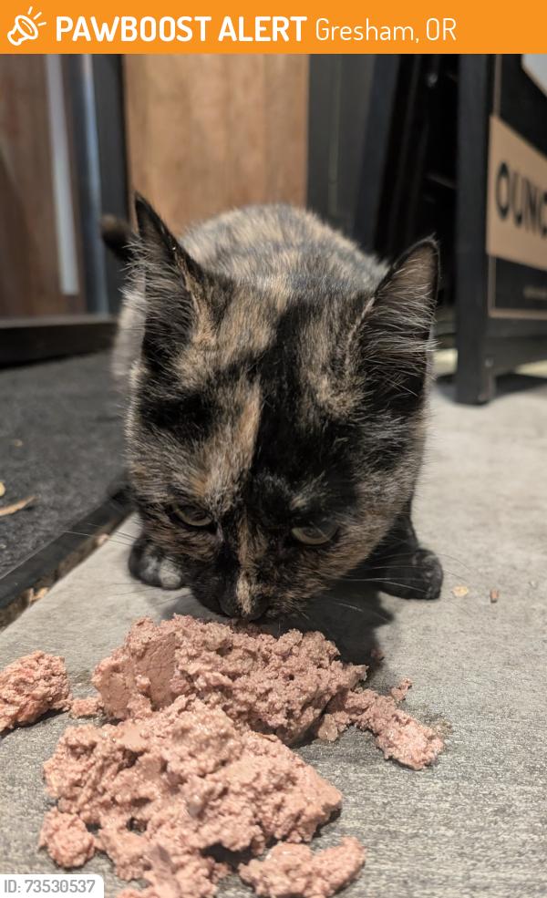 Found/Stray Female Cat last seen Nectar SE 162nd & Stark, Gresham, OR 97233