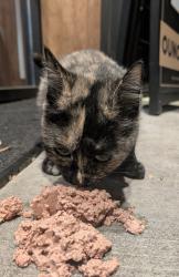 Found/Stray Female Cat last seen Nectar SE 162nd & Stark, Gresham, OR 97233
