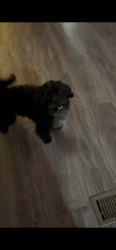 Lost Female Dog last seen Thornton y 100, Thornton, CO 80229