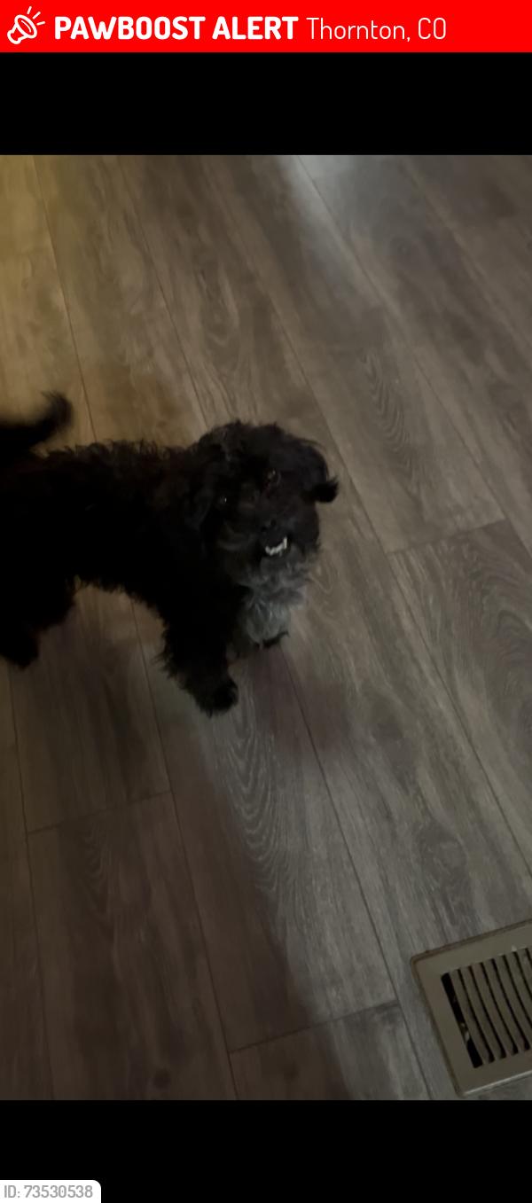 Lost Female Dog last seen Thornton y 100, Thornton, CO 80229