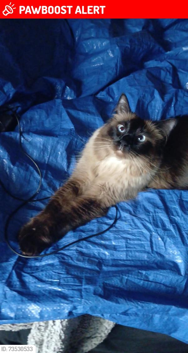 Lost Female Cat last seen Garden of the gods rd, Colorado Springs, CO 80907