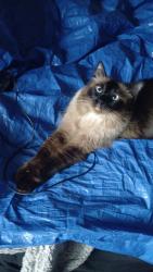 Lost Female Cat last seen Garden of the gods rd, Colorado Springs, CO 80907