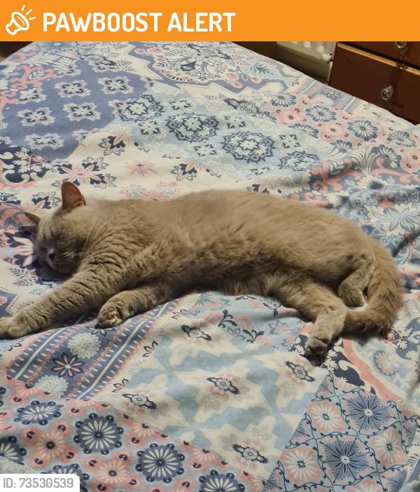 Found/Stray Female Cat last seen Holburne Road, broadwalk, Greater London, England SE3 8EW
