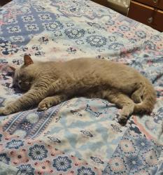 Found/Stray Female Cat last seen Holburne Road, broadwalk, Greater London, England SE3 8EW