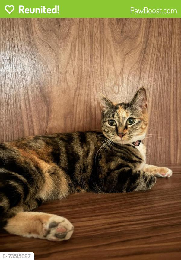 Reunited Female Cat last seen 44th and Graham Street, Seattle, WA 98136