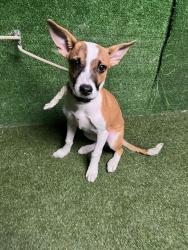 Shelter Stray Female Dog last seen , 5210 W Ave I, Lancaster, CA 93536, USA