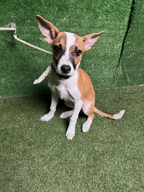 Shelter Stray Female Dog last seen , 5210 W Ave I, Lancaster, CA 93536, USA