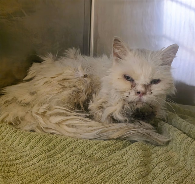 Shelter Stray Unknown Cat last seen , 31044 Charlie Canyon Rd, Castaic, CA 91384, USA
