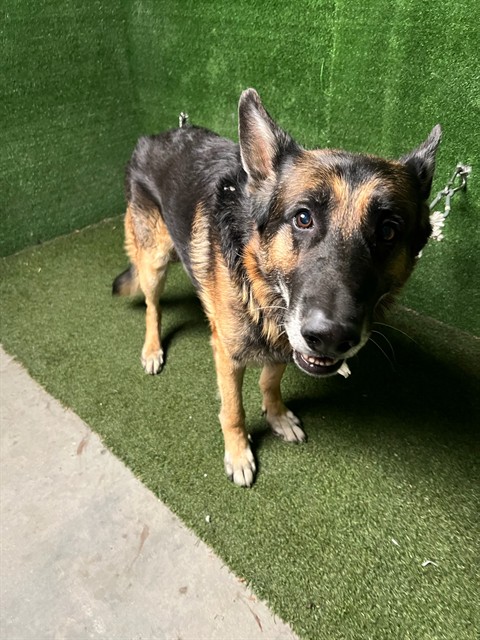 Shelter Stray Male Dog last seen , 5210 W Ave I, Lancaster, CA 93536, USA