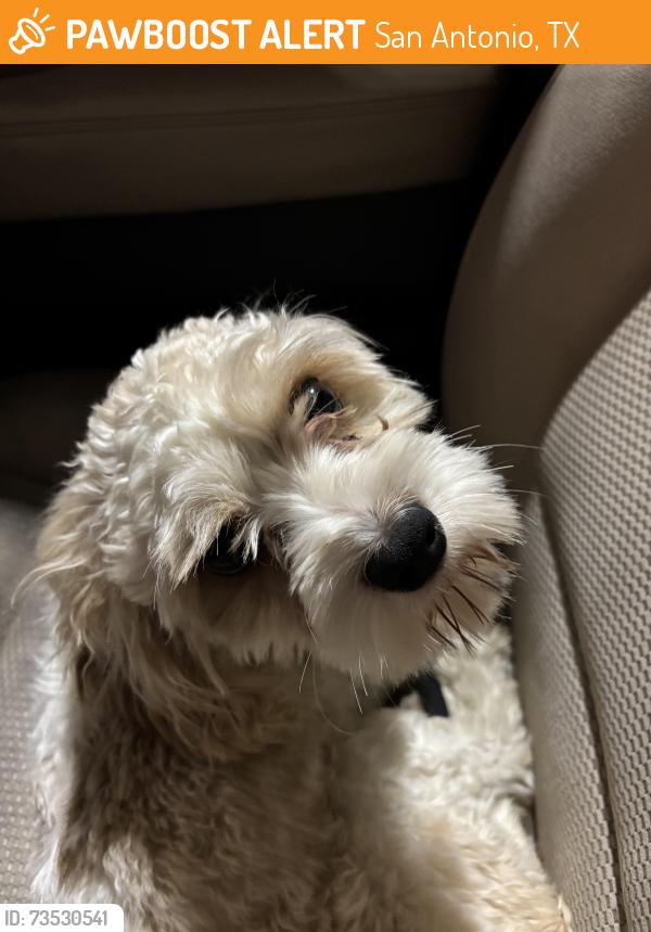 Found/Stray Male Dog last seen Wurzbach Parkway, San Antonio, TX 78233