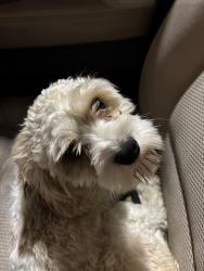 Found/Stray Male Dog last seen Wurzbach Parkway, San Antonio, TX 78233