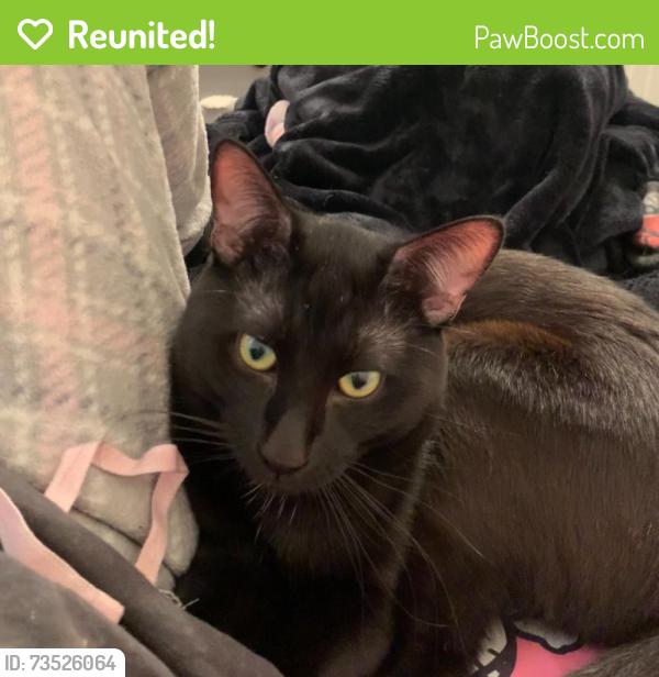 Reunited Male Cat last seen Oakshire Ave, Modesto, CA 95354, USA, Modesto, CA 95354