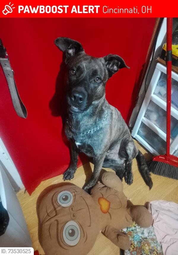 Lost Male Dog last seen Queen City and Harrison Ave, Cincinnati, OH 45214
