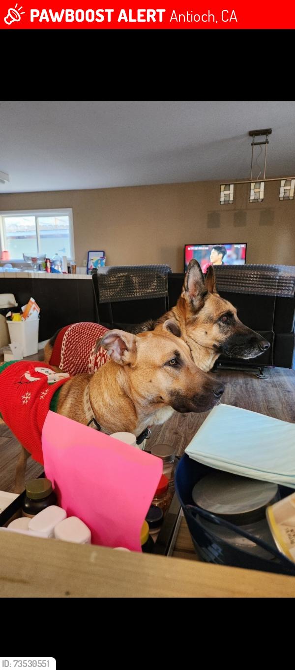 Lost Female Dog last seen Lonetree way, Antioch, CA 94509