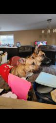 Lost Female Dog last seen Lonetree way, Antioch, CA 94509