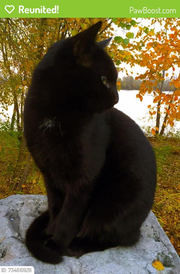 Reunited Male Cat last seen Sirkka st & Carson st near Carson & pearl, Centralia, WA 98531