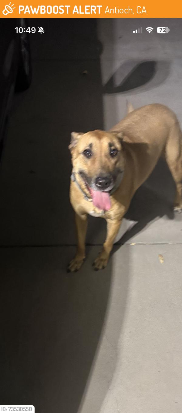 Found/Stray Unknown Dog last seen Gentry town, Antioch, CA 94509