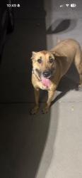 Found/Stray Unknown Dog last seen Gentry town, Antioch, CA 94509