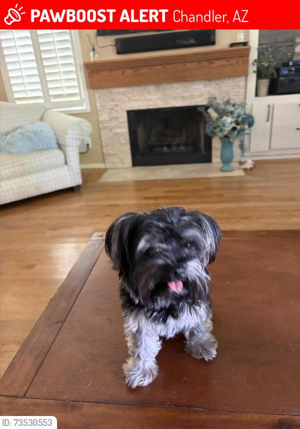 Lost Male Dog last seen Tibsherany Park, Chandler, AZ 85225