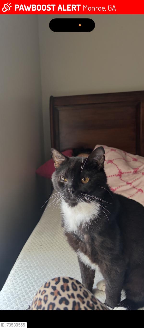 Lost Male Cat last seen Ashton pointe apmt, Monroe, GA 30655