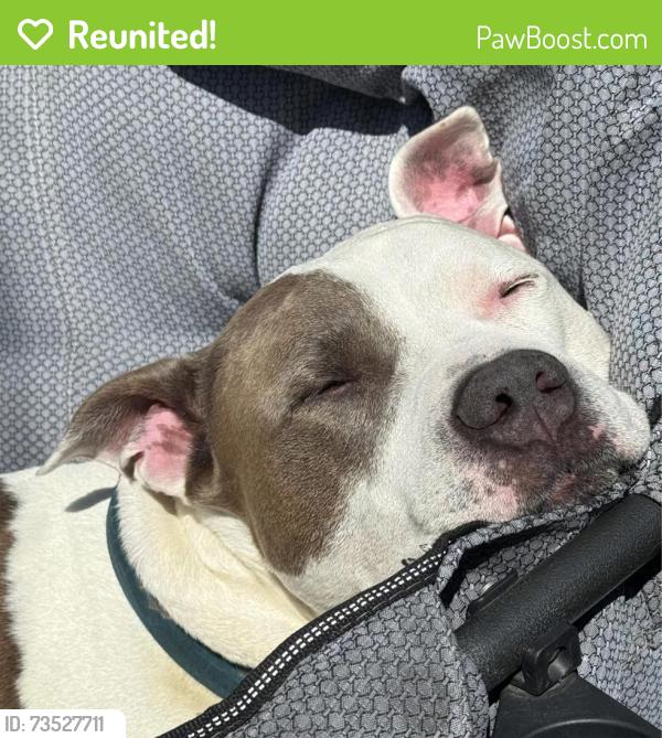 Reunited Male Dog last seen Penbrooke Crescent/Meadows, Calgary, AB 