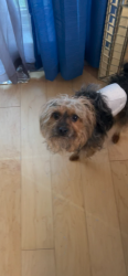 Lost Male Dog last seen Windy hill, red lion road, Newark de, New Castle County, DE 19711