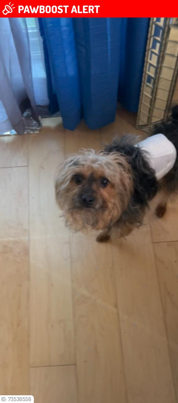 Lost Male Dog last seen Windy hill, red lion road, Newark de, New Castle County, DE 19711