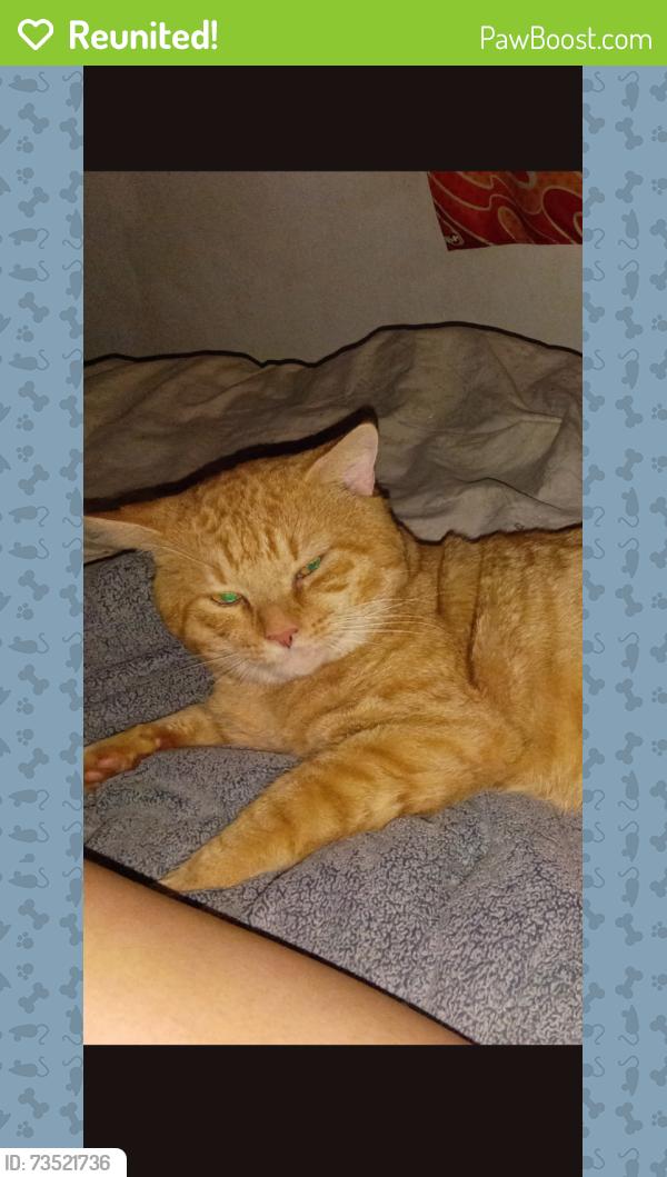 Reunited Male Cat last seen Sheldon and W Waters ave, Town 'n' Country, FL 33615