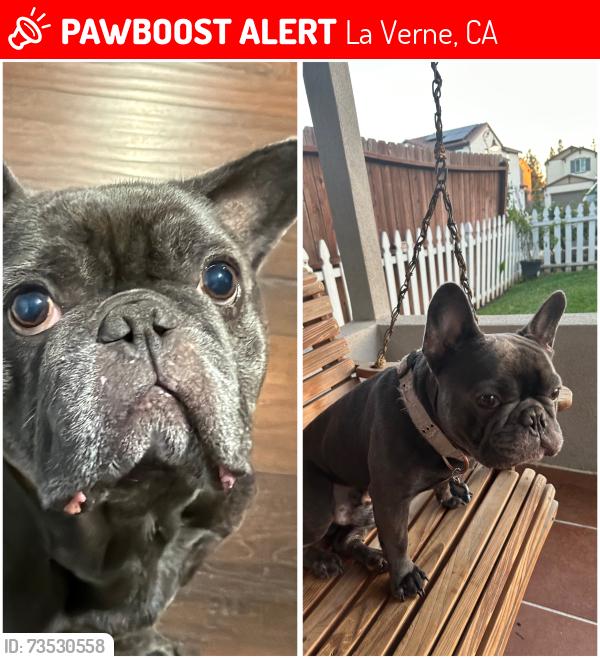 Lost Male Dog last seen Arrow Hey & B St LA VERNE CA, La Verne, CA 91750