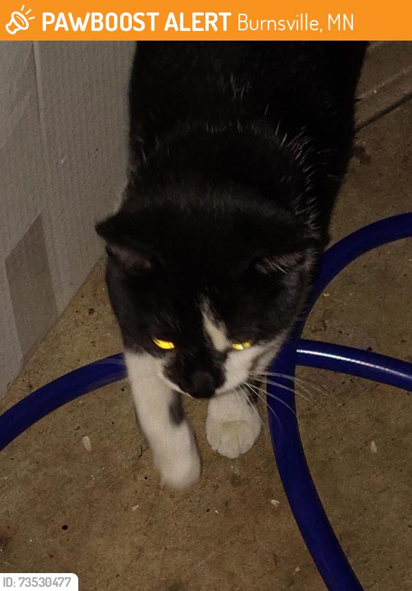 Found/Stray Male Cat last seen Glen at Burnsville building D, Burnsville, MN 55337