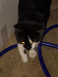 Found/Stray Male Cat last seen Glen at Burnsville building D, Burnsville, MN 55337