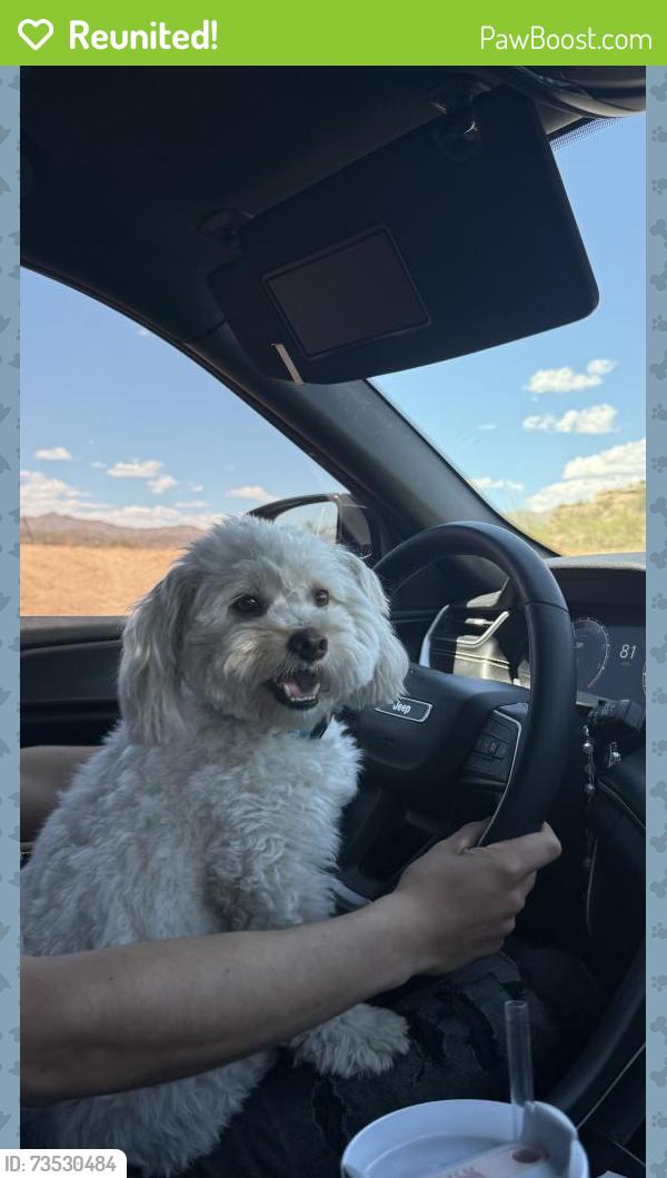 Reunited Male Dog last seen 87th and camelback, Phoenix, AZ 85037