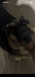 Reunited Unknown Dog last seen Gentrytown, Antioch, CA 94509