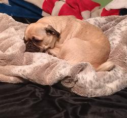Reunited Female Dog last seen Near Apollo St, Redding, CA 96002, USA, Redding, CA 96002